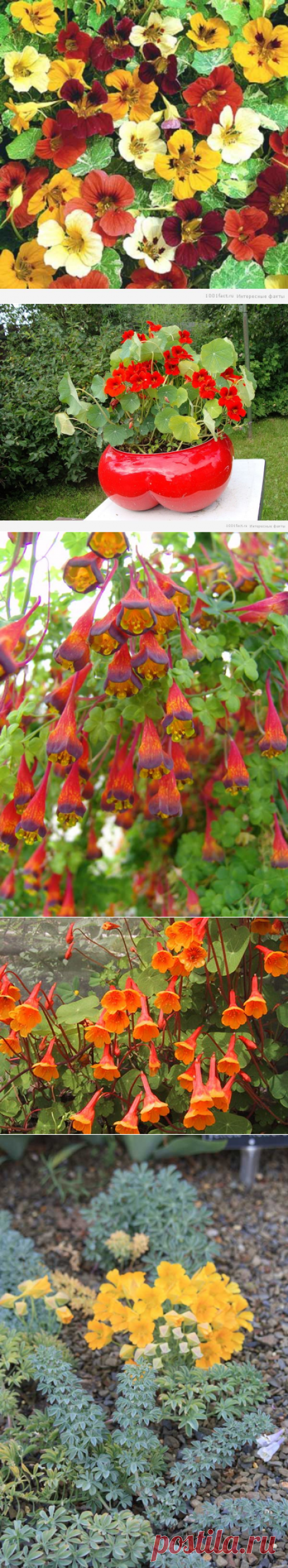 Яркая и красочная настурция: секреты разведения — 6 соток