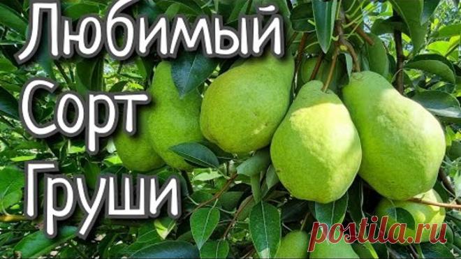 ГРУША СОКРОВИЩЕ