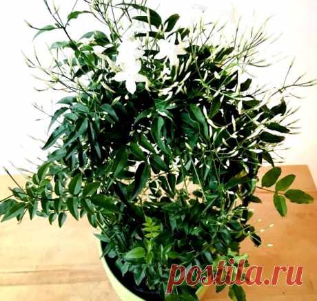Жасмин - уход в домашних условиях, виды с фото, размножение, проблемы в выращивании