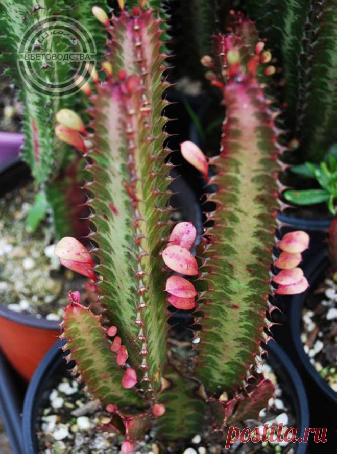 Школа Цветоводства | Цветы Растения