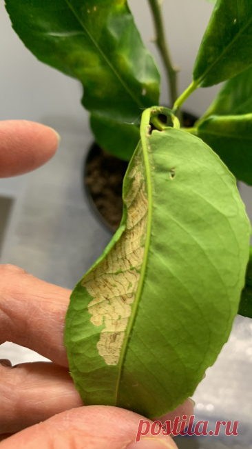 Что с листьями мандарина? Вчера получила по почте мандарин и при осмотре нашла на листьях приростов вот такое... Помогите пожалуйста, подскажите что это? Бактериальная болезнь или