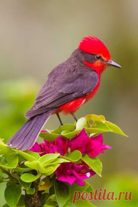 Source: flying of birds