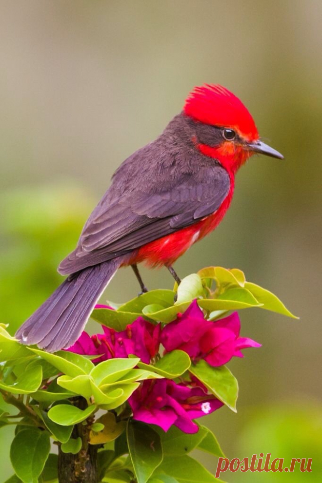 Source: flying of birds