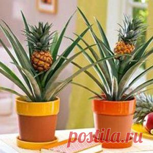 Усадьба | Цветы в доме : Выращиваем ананас в домашних условиях