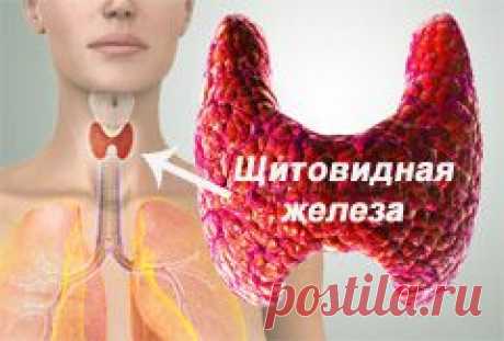 Признаки заболевания щитовидной железы - Всегда в форме!