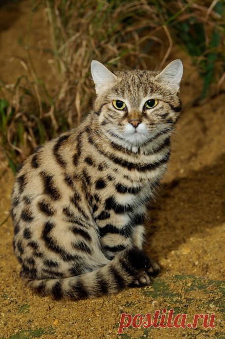 Черноногая кошка (Felis nigripes) | Терри Уиттакер Фотография