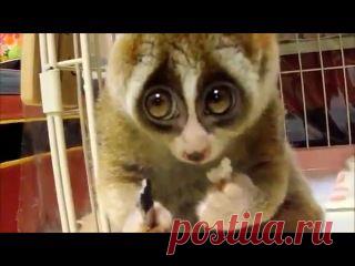 Женский уголок Стеснительный лемурчик