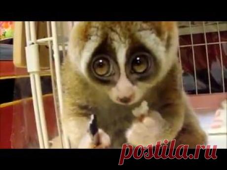 Женский уголок Стеснительный лемурчик