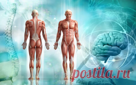 Занимательные факты о человеческом организме (часть 2) Все ваше тело, за исключением ладоней и подошв, покрывают тонкие волоски.