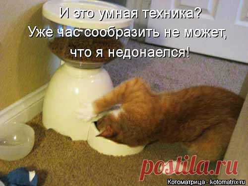 Смешные картинки про еду в веселых 