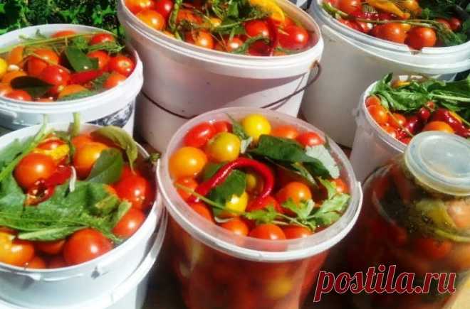 Вкуснейшие помидорки, квашенные с сахаром - Любимые рецепты