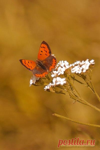 Экология: береги природу! | Животные и растения