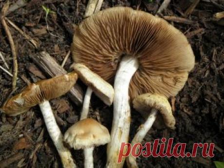 Грибной соус