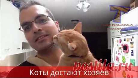 Коты троллят своих хозяев! Подборка приколов 2017