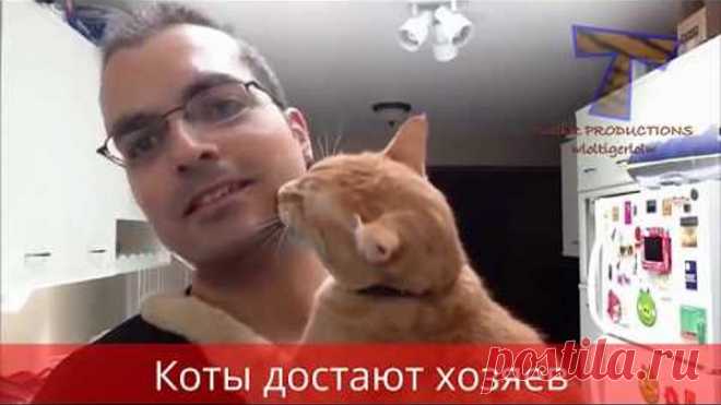 Коты троллят своих хозяев! Подборка приколов 2017