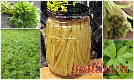 Заготовка сныти на зиму - маринованные стебли - Рецепты из диких трав и не только