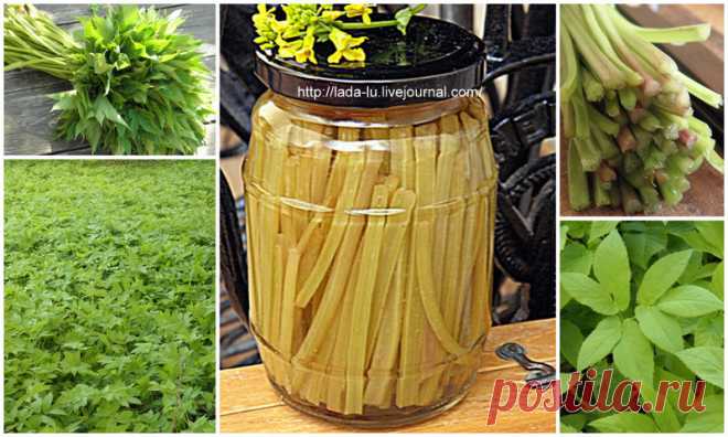 Заготовка сныти на зиму - маринованные стебли - Рецепты из диких трав и не только