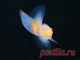 Моллюски обитающие на дне морского океана и напоминающие форму ангела