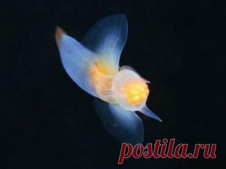 Моллюски обитающие на дне морского океана и напоминающие форму ангела
