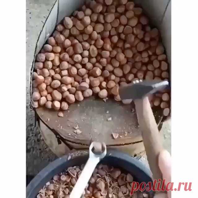 Video by ИДЕИ ДЛЯ САДА.ОГОРОДА и ДАЧИ on August 12, 2020. На изображении может находиться: 1 человек. Лайфхак для чистки орехов. . 
Нравится? Оцените идею от 0 до 10
👇👇👇👇👇👇👇
Хотите больше идей для сада
тогда👇ЗАГЛЯНИ СЮДА 👇
👉@sad.ogorod.i.dacha
👉@idei.sada
👉@my.best.garden
👉@idei.sada.i.ogoroda

Поддержите лайком ❤
👉комментируйте
👉сохраняйте в закладки 🔖
👉самые интересные идеи с инета :для дачи , огорода и сада будут всегда рядом

#сад #огород #дача #у...