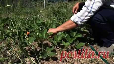(87) Одноклассники