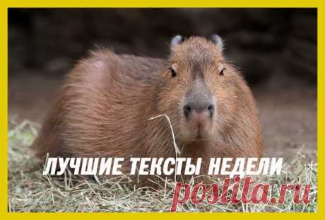 Лучшие материалы недели — в нашей воскресной подборке: 1. Самое враждебное племя на планете: 2. Найден древний клещ, напившийся зараженной паразитами крови: 3. Капибара спасается от ягуара: 4. Барсук закапывает корову: 5. Японские китобои убили 333 кита за 4 месяца:
