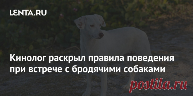 Кинолог раскрыл правила поведения при встрече с бродячими собаками Президент Российской кинологической федерации Владимир Голубев рассказал, как следует себя вести при встрече с бродячими собаками. Этот вопрос касается не только безопасности человека, но и возможной помощи животному. Лучше всего добиться отлова животного и его помещения в приют, подчеркнул Голубев.