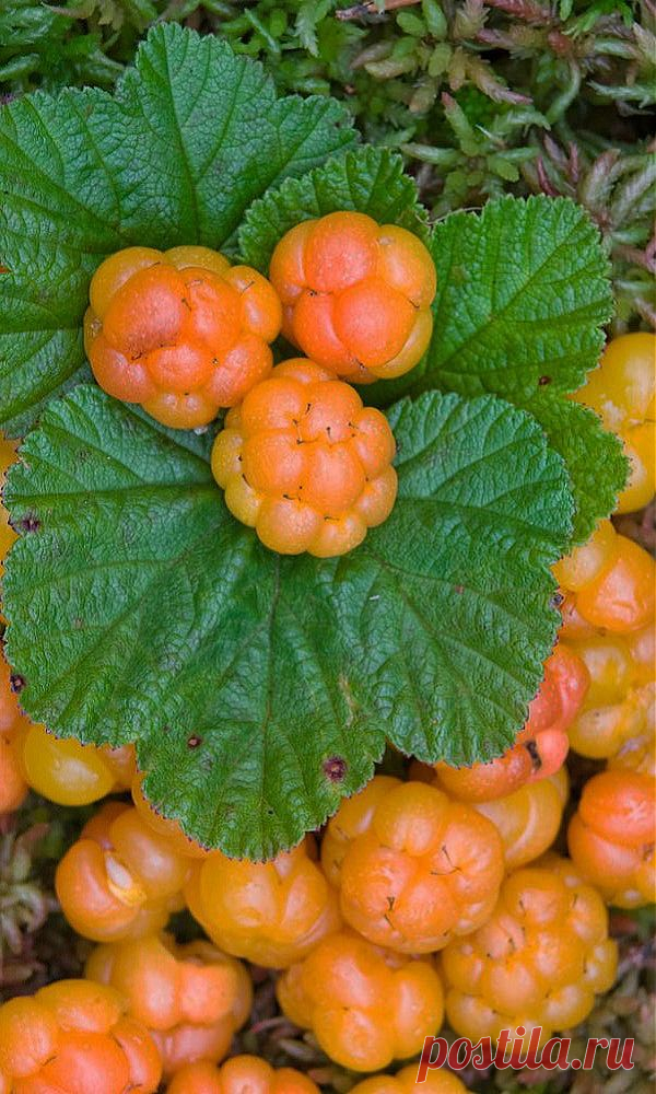 Морошка - удивительная ягода | Природа