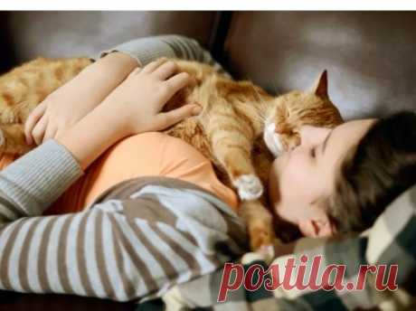 3 вещи, которые кошка понимает лучше человека | Кошка.ru | Дзен