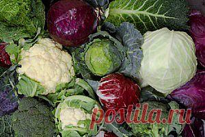 Виды капусты о которых знают не все