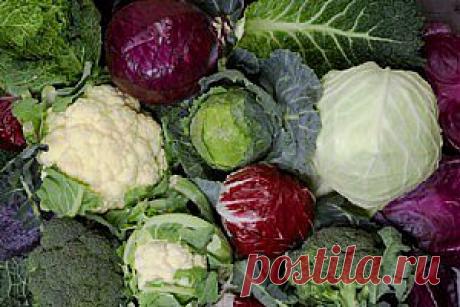 Виды капусты о которых знают не все