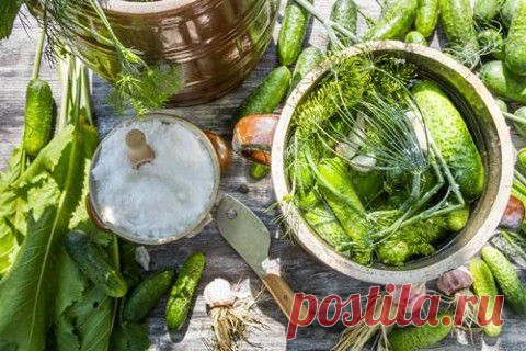 Самые лучшие засолочные сорта огурцов
