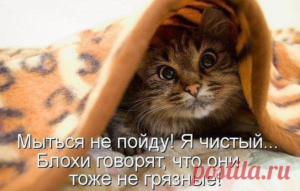 Кот Обормот - домашние кошки. Уход и ветеринария