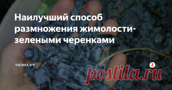 Наилучший способ размножения жимолости- зелеными черенками | ТАЁЖКА №8 | Яндекс Дзен