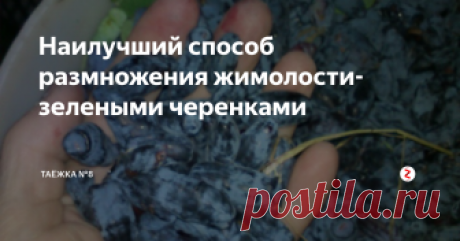 Наилучший способ размножения жимолости- зелеными черенками | ТАЁЖКА №8 | Яндекс Дзен