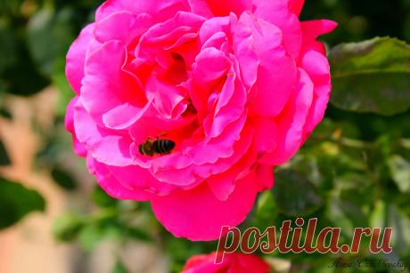 Розы для хорошего настроения!!!