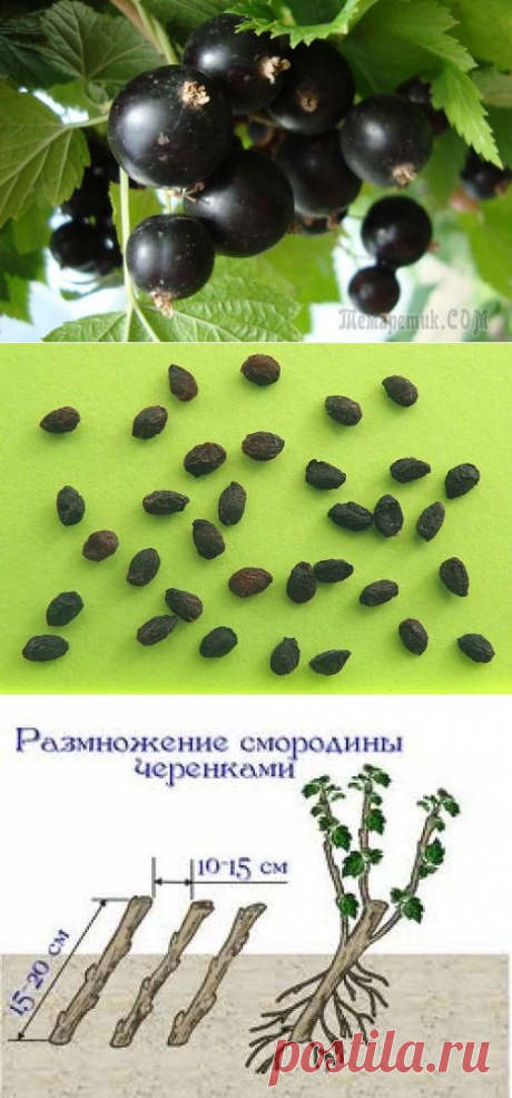 Секреты разведения смородины