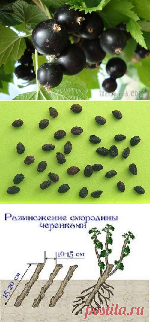 Секреты разведения смородины