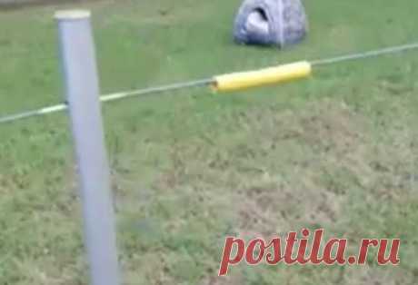 У ДОРОГИ ВАЛЯЛСЯ ПЛЮШЕВЫЙ ДОМИК… КТО-ТО СИДЕЛ ВНУТРИ, ЗА КУЧЕЙ МОКРЫХ ОДЕЯЛ! – Лап-Ушки.com – любимые животные