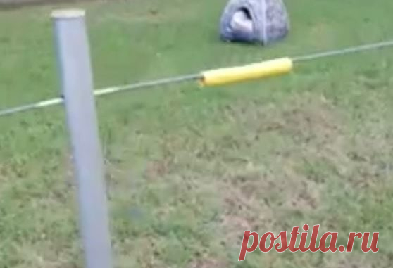 У ДОРОГИ ВАЛЯЛСЯ ПЛЮШЕВЫЙ ДОМИК… КТО-ТО СИДЕЛ ВНУТРИ, ЗА КУЧЕЙ МОКРЫХ ОДЕЯЛ! – Лап-Ушки.com – любимые животные