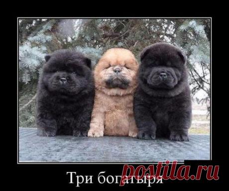 Улыбательные демотиваторы
