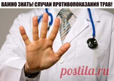 ВАЖНО ЗНАТЬ! СЛУЧАИ ПРОТИВОПОКАЗАНИЯ ТРАВ!
Аир болотный – не рекомендуется применять его в терапии, если вы страдаете гастритом с повышенной секрецией соляной кислоты.
Арония (черноплодная рябина): противопоказана при язвенной болезни желудка и двенадцатиперстной кишки, гипотонии.
Барбарис – нельзя употреблять настойку барбариса при климаксе и беременности.
Береза белая – настой из березовых почек нельзя использовать при заболеваниях почек.
Бессмертник песчаный – противопо...