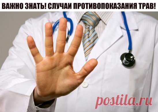 ВАЖНО ЗНАТЬ! СЛУЧАИ ПРОТИВОПОКАЗАНИЯ ТРАВ!
Аир болотный – не рекомендуется применять его в терапии, если вы страдаете гастритом с повышенной секрецией соляной кислоты.
Арония (черноплодная рябина): противопоказана при язвенной болезни желудка и двенадцатиперстной кишки, гипотонии.
Барбарис – нельзя употреблять настойку барбариса при климаксе и беременности.
Береза белая – настой из березовых почек нельзя использовать при заболеваниях почек.
Бессмертник песчаный – противопо...