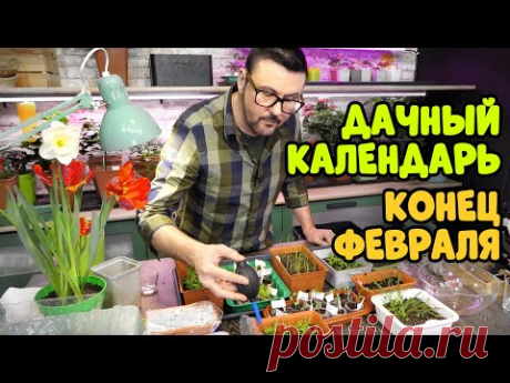 Рассада в конце февраля. Подкормки и пикировка