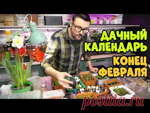 Рассада в конце февраля. Подкормки и пикировка