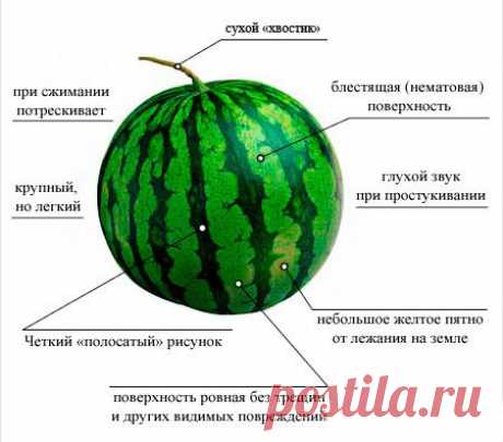 Как выбрать хороший арбуз — Делимся советами