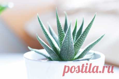 ТОП-20 продуктов, которые исцеляют ваше тело - Inspire Dot