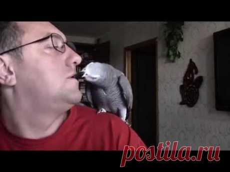 Попугай Григорий