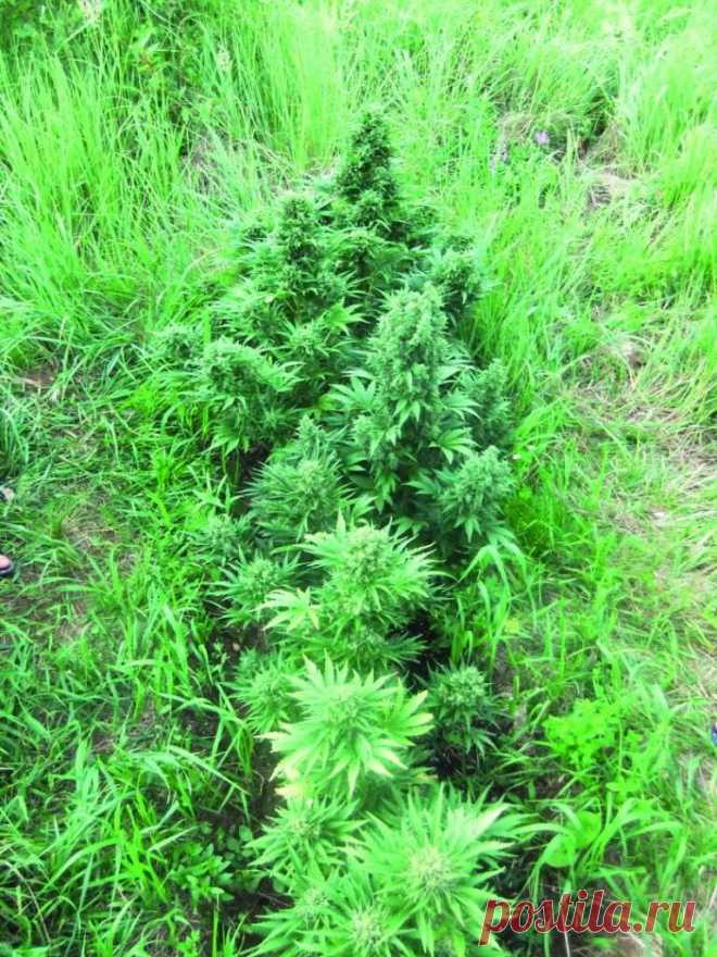 Quick London
Genetics: Auto (Critical) Mass x Liverpool
Height: 0.8-1.5 m
Flowering: avtotsvetenie, completion of 75 days
Yield: 50-120 g per plant, in August outdoors

QL is a very rapid strain. It matures approximately in 10 weeks. It can double its size during the flowering period and forms a large central cone with a few small branches. 
#Rastaman_Seeds