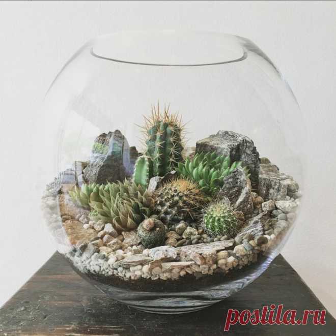 Desert World Terrarium – Medium | Bioattic - Specialty Plants